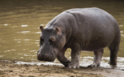 Hippo sounds