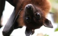 The sounds of bats