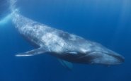 Whale sounds