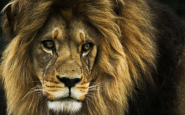 Lion roar sounds