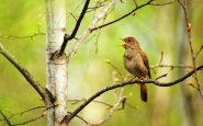 Nightingale singing sounds