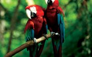 Sounds of parrot tweets