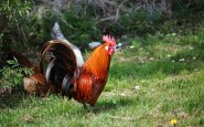 Rooster crowing sounds