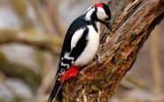 Woodpecker sounds