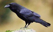 Ravens sounds (crow)