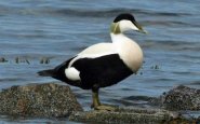 Sounds of common eider