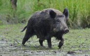 Wild boar sounds