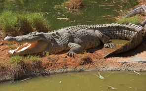 Crocodile and alligator sounds