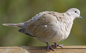 Sounds of the Inca Dove