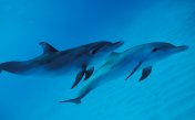 Dolphin healing sounds
