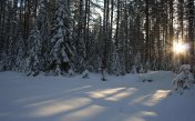 Sounds of the winter forest