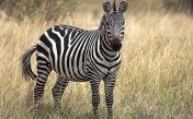 Zebra sounds