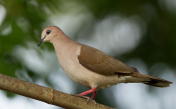 Sounds of white-tipped dove