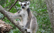 Lemur sounds