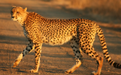 Cheetah sounds