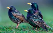 Sounds of  a starlings