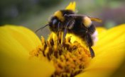 Bumblebee sounds