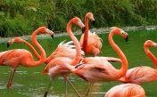 Sounds of flamingo