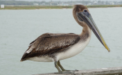 Sounds of the American brown pelican