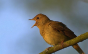 Bird singing sound effects