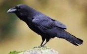 Sounds of a crow