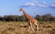 Giraffe sound effects