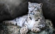 Sounds of a snow leopard