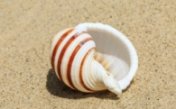 Sounds of a sea shell