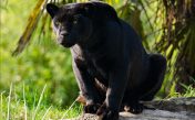 Sounds of a black panther