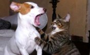Sound effects of a Cat and Dog Fight